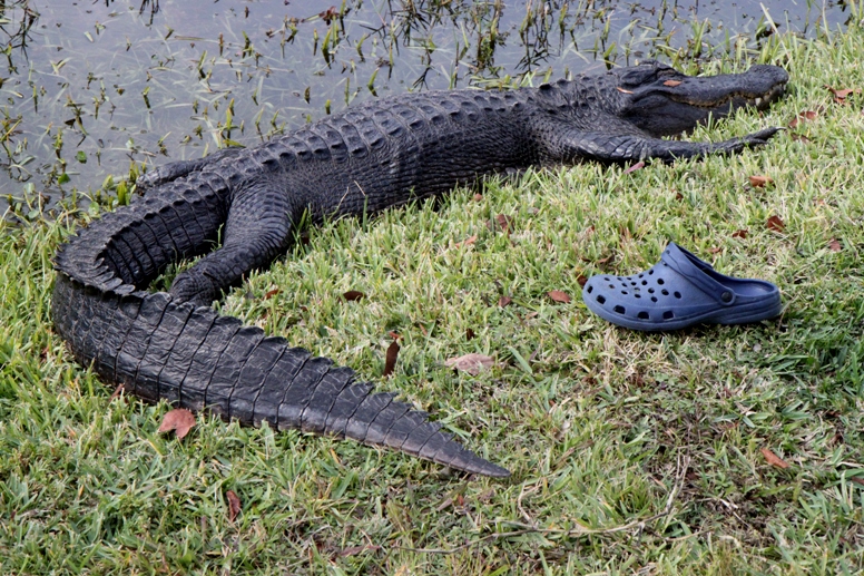 alligator and croc